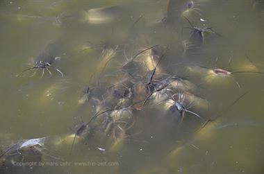 05 Lake_Gadisar,_Jaisalmer_DSC3036_b_H600